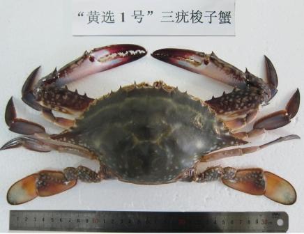 “黃選1號(hào)”.jpg “黃選1號(hào)”.jpg