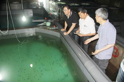 chensiqing3.jpg chensiqing3.jpg