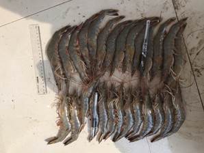 2haoliangzhong2.jpg 2haoliangzhong2.jpg