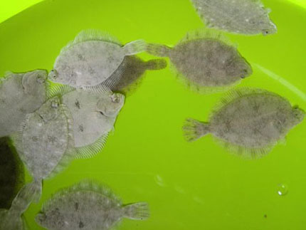 tianyongsheng2.jpg tianyongsheng2.jpg