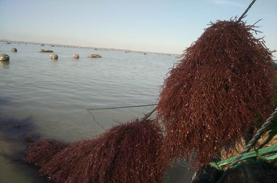 cuijiangli2.jpg cuijiangli2.jpg